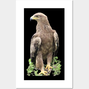 Eagle in Kenya / Afrika Posters and Art